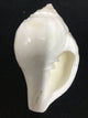 Bathing Conch Shell